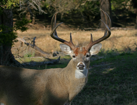 The Novinger Area is Famous for Great Deer Hunting 